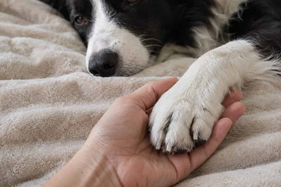 Una mano sostiene con cariño la pata de un perro tumbado en una manta